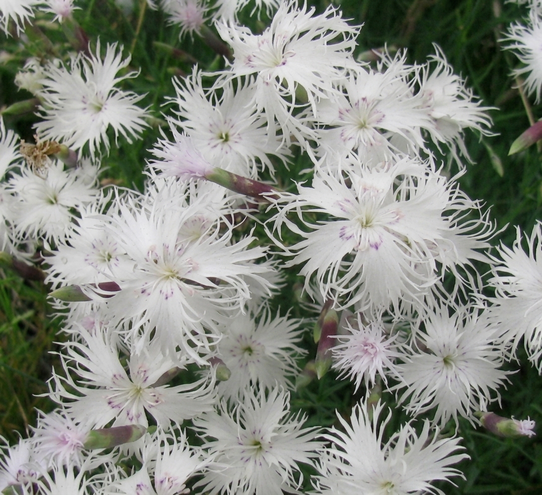 Dianthus squarrosus 